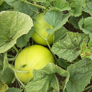 May include: Two green melons growing on a vine with large green leaves.