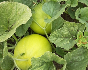 Organic Boule d'Or Melon