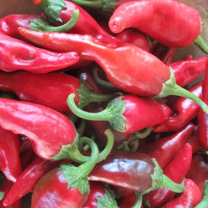 Organic Chimayo Pepper