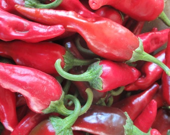 Organic Chimayo Pepper