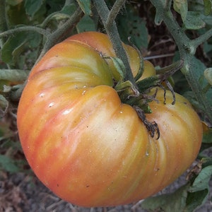 May include: A large, ripe tomato with a yellow and orange skin. The tomato has a slightly bumpy texture and is growing on a vine.
