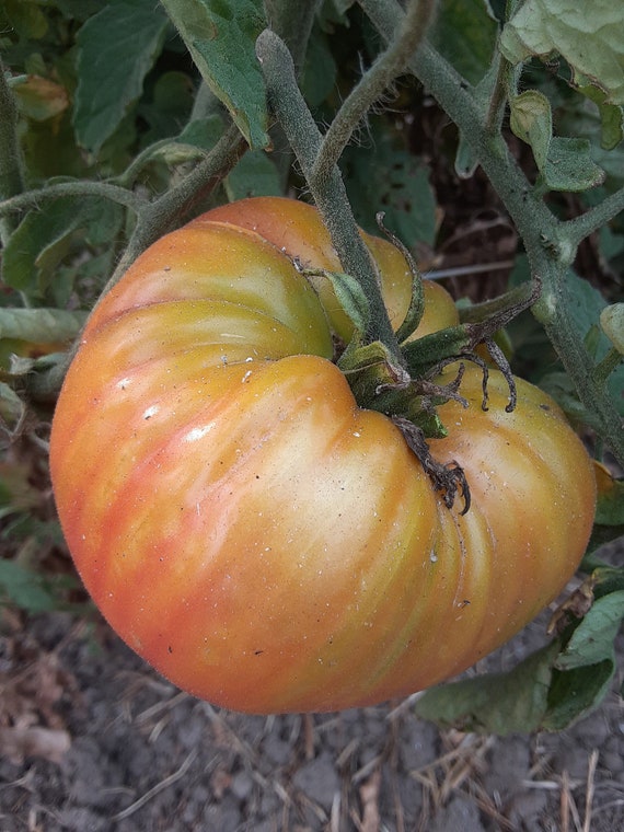 Organic Pineapple Tomato