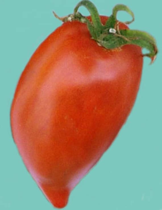 Organic Myona Paste Tomato