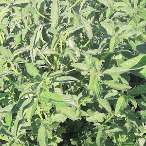 May include: A close-up of a green leafy plant with a textured surface. The plant has many leaves and stems.