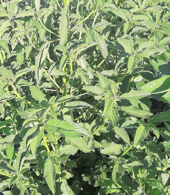 NEW! Organic Molokhia