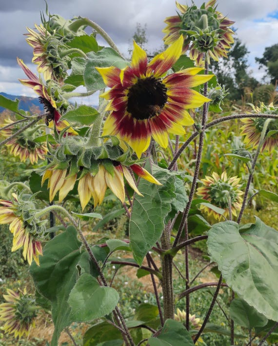 New! Organic 'Ring of Fire' Sunflower