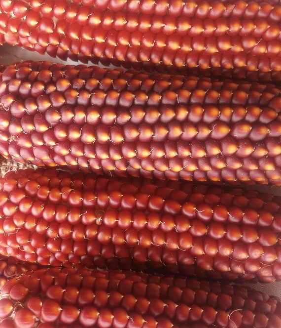 NEW! Organic Red Floriani Corn