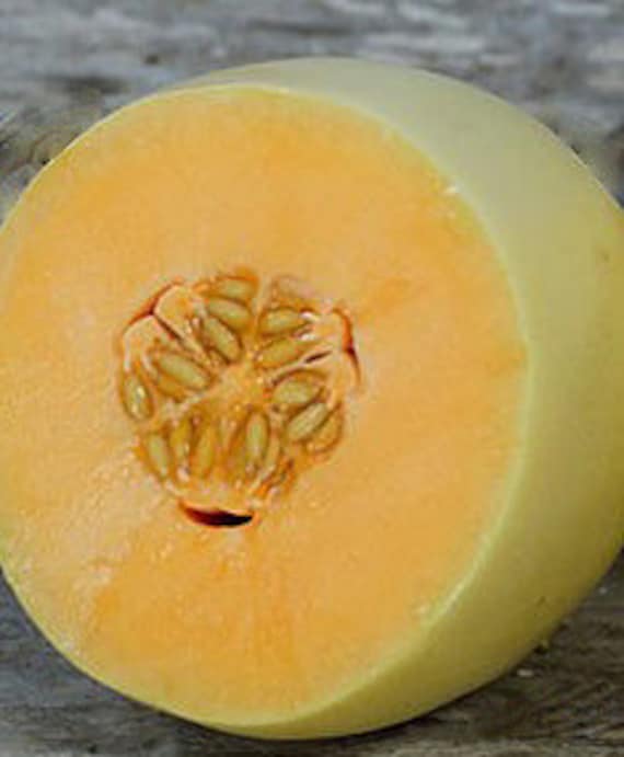 Organic Orange Honeydew Melon 'Huerfano Bliss'