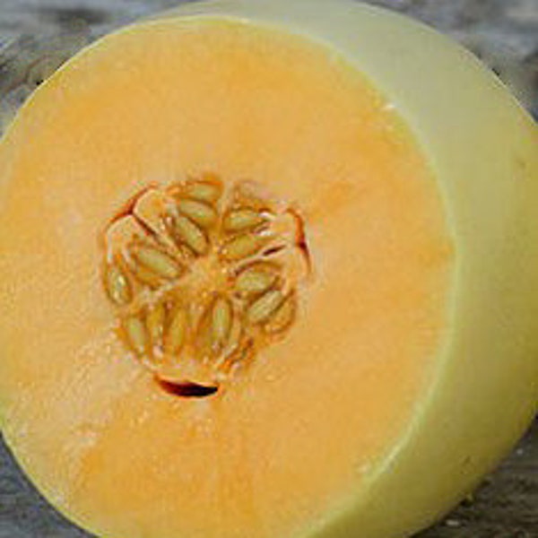 Organic Orange Honeydew Melon 'Huerfano Bliss'