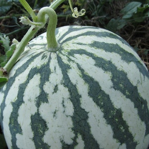 Organic Early Moonbeam Watermelon