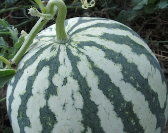 Organic Early Moonbeam Watermelon