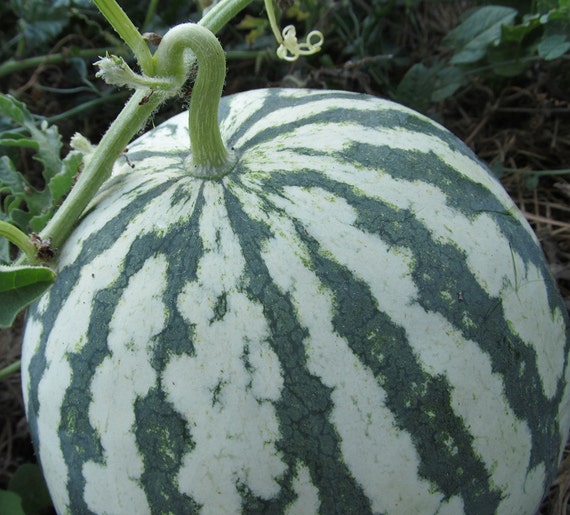 Organic Early Moonbeam Watermelon