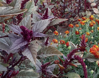 Organic Hopi Red Dye Amaranth