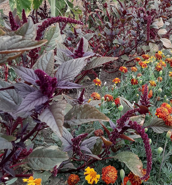 Organic Hopi Red Dye Amaranth