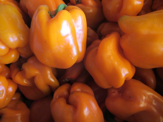 Organic Orange Bell Pepper