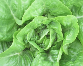 Organic Buttercrunch Lettuce