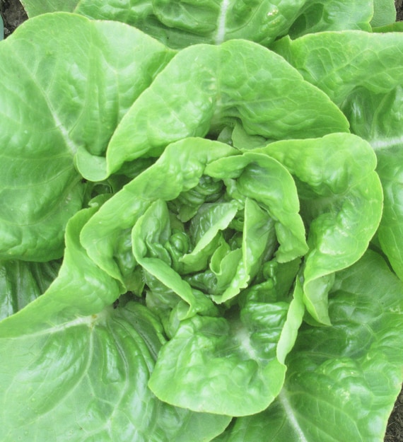 NEW! Organic Buttercrunch Lettuce