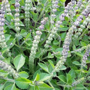 Organic Kapoor Tulsi Basil