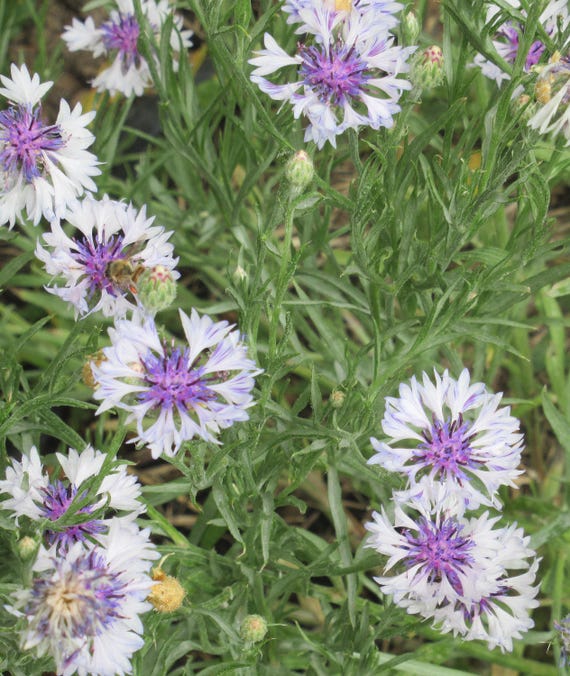 NEW! Organic 'Frosty Mix' Bachelor Button