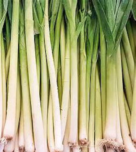 NEW! Organic 'Lincoln' Leek