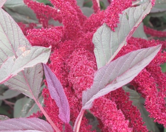 Organic Rodale Red Leaf Grain Amaranth