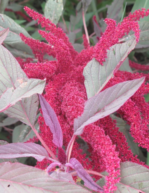 NEW! Organic Rodale Red Leaf Grain Amaranth