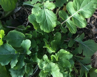 Organic Arugula