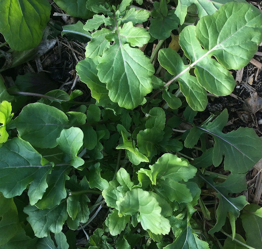 Rocket Arugula Seeds (Aka Roquette) | Heirloom | Organic