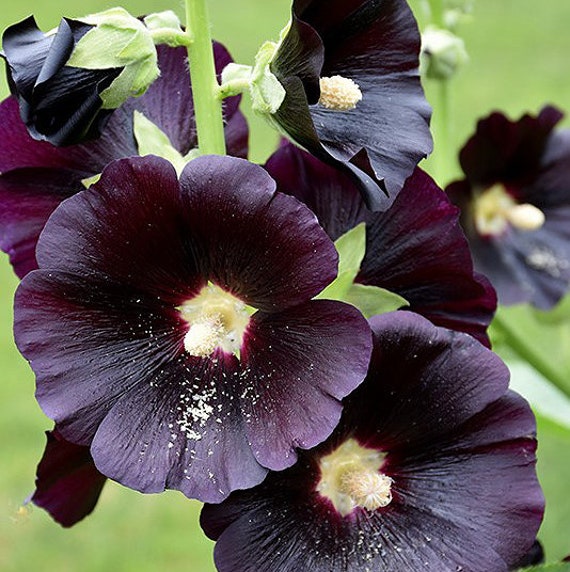 Black hollyhock on sale