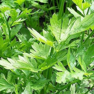 May include: A close-up of a lush green parsley plant with vibrant leaves. The plant is growing in a garden setting, showcasing its fresh and healthy appearance.