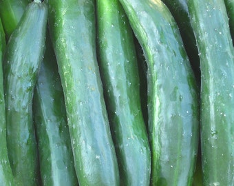 Organic Shintokiwa Cucumber