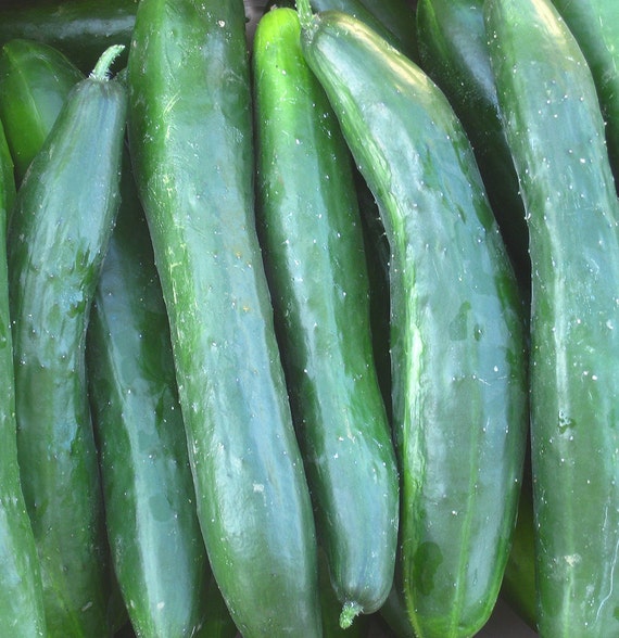 Organic Shintokiwa Cucumber