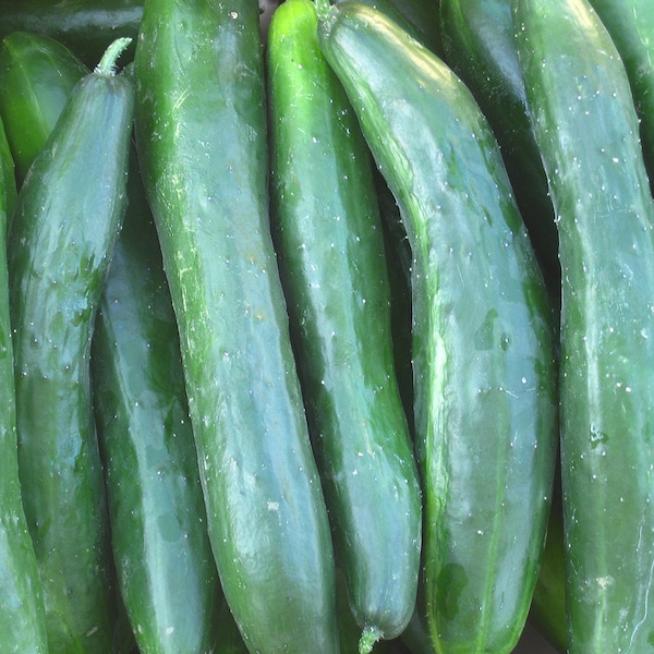 Organic Shintokiwa Cucumber