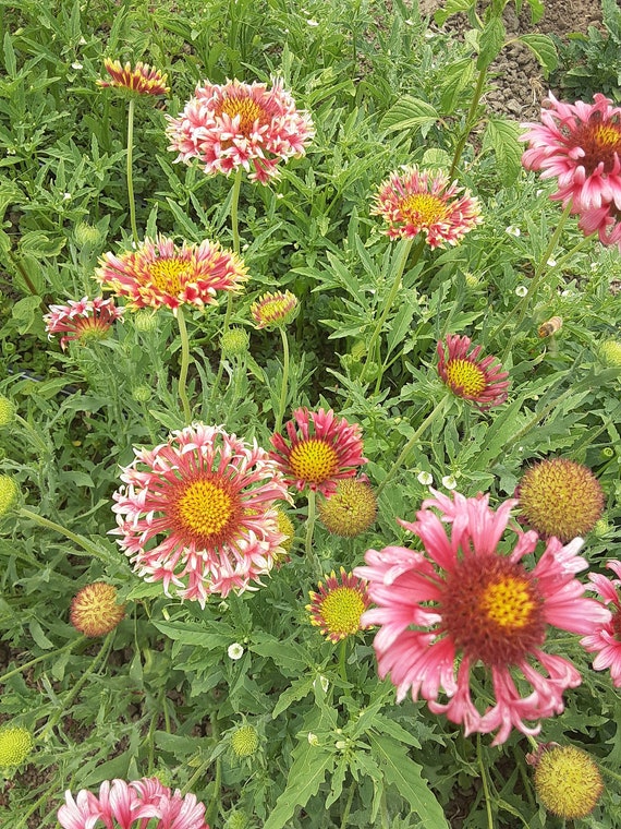 Organic Lorenziana Gaillardia