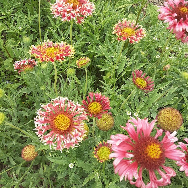 Organic Lorenziana Gaillardia