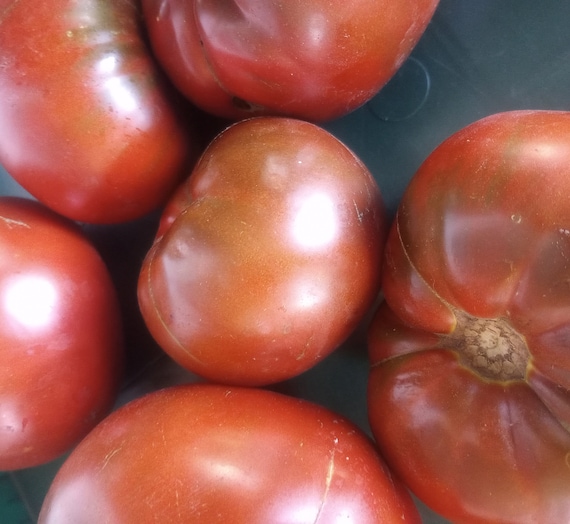 NEW! Organic 'Chocolate Silk' Tomato