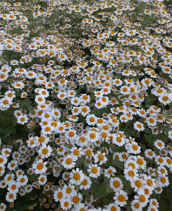 Organic Feverfew