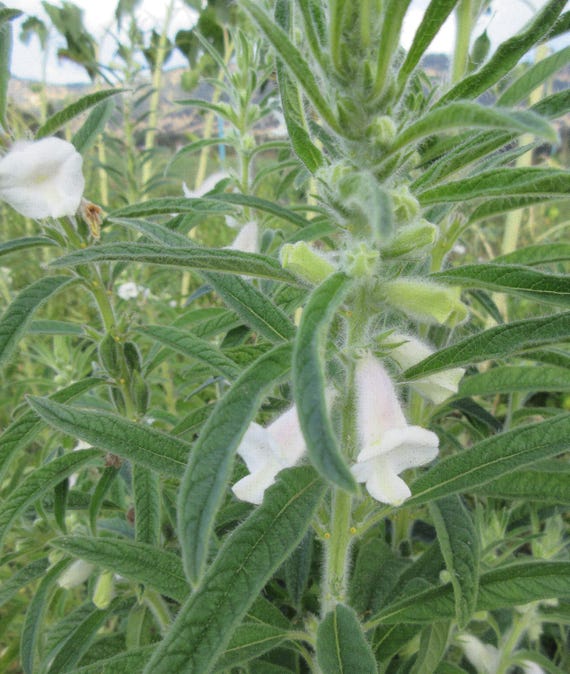 NEW! Organic Benne Sesame