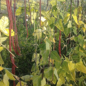 May include: A close-up of a garden with red bean pods growing on a trellis. The beans are hanging down from the trellis and are surrounded by green leaves.