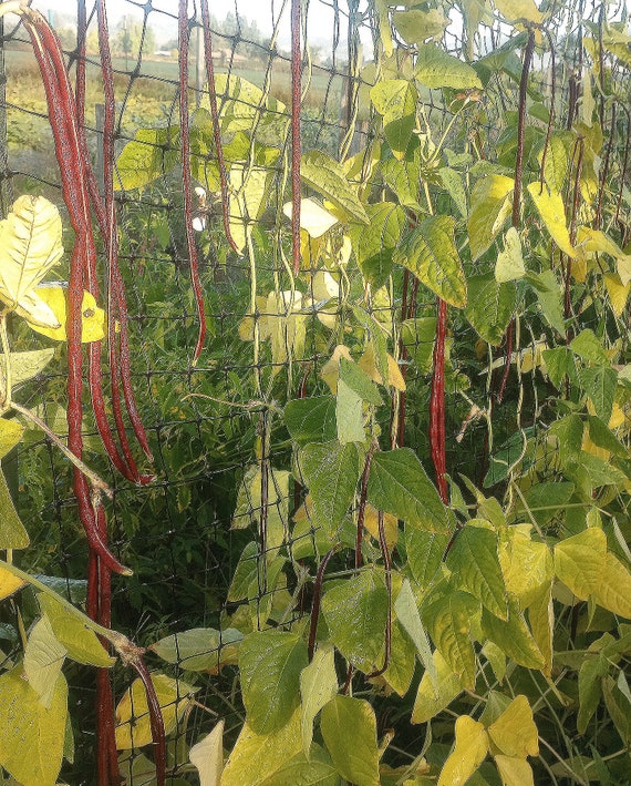 NEW! Organic Red Noodle Bean (Yard Long Bean)