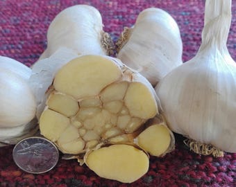 NEW for Fall 2026! Organic Garlic for Planting -- Red Toch