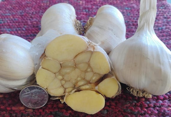 NEW for Fall 2026! Organic Garlic for Planting -- Red Toch