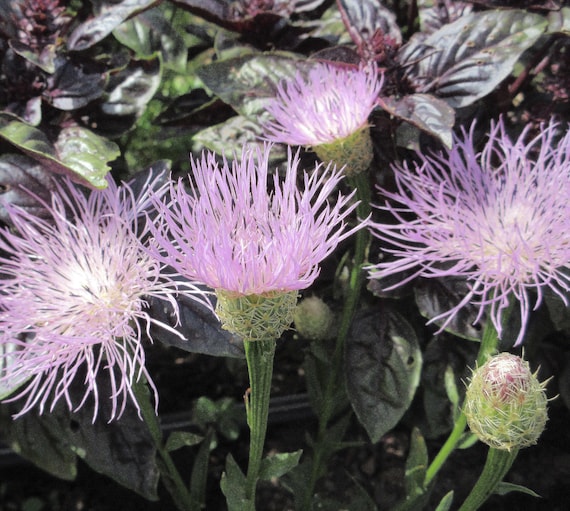 NEW! Organic American Basket Flower