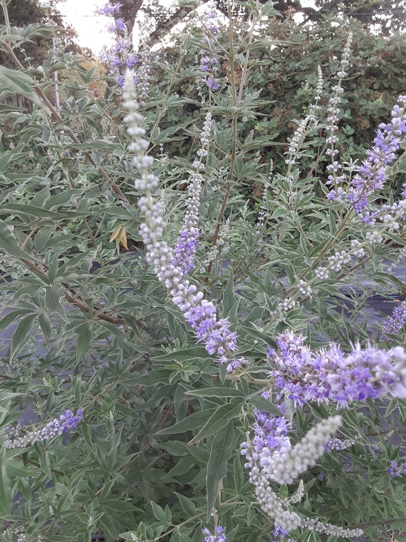 Organic Chaste Tree / Vitex / Chasteberry