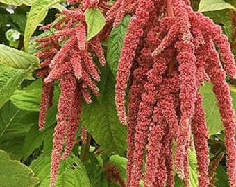 Organic 'Coral Fountain' Amaranth