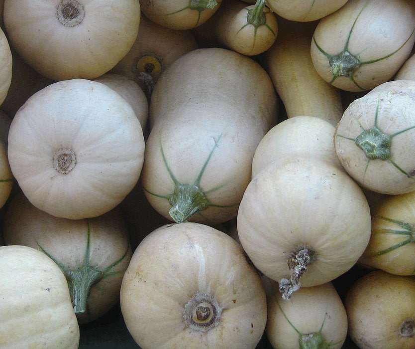 Organic Baby Butternut Winter Squash