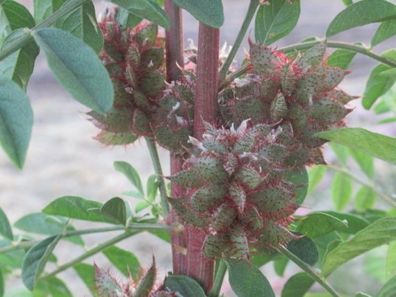 Organic Licorice Seed