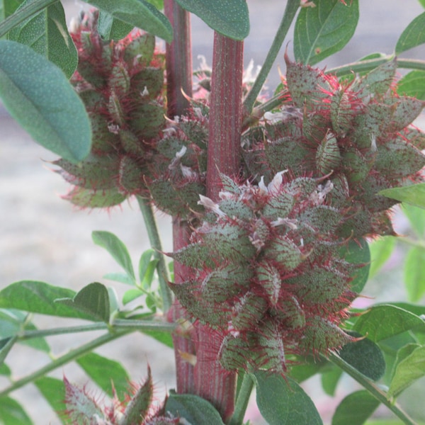 Organic Licorice Seed