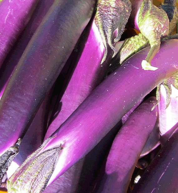 Organic Malaysian Red Eggplant