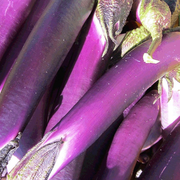 Organic Malaysian Red Eggplant